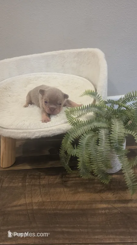 Akc boys 2 – French Bulldog puppy for sale in Saint Helena Island, SC