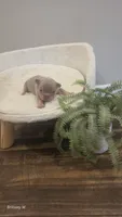 Akc boys 2, a male French Bulldog for sale in Saint Helena Island, SC – 5 of 8