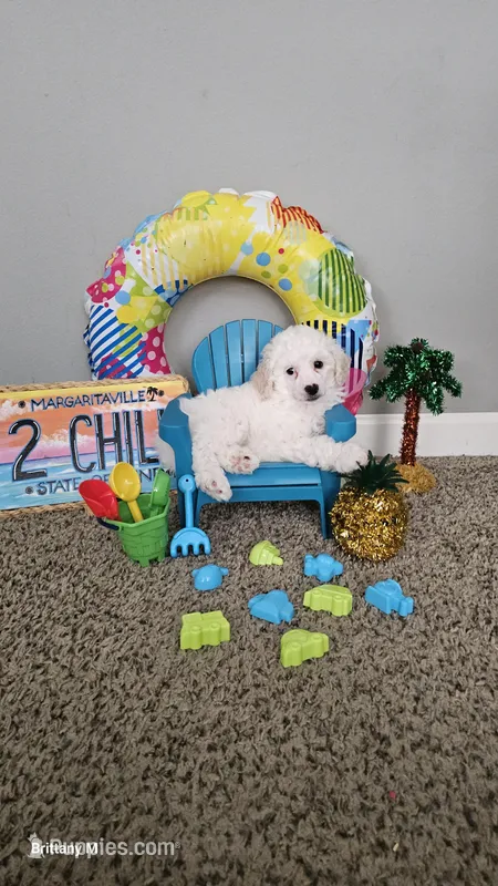 Angle – Poodle - Toy  puppy for sale in Lexington, SC