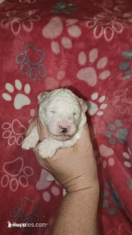 Angle – Poodle - Toy  puppy for sale in Lexington, SC