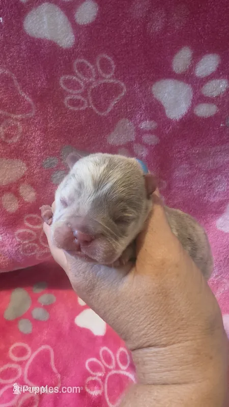 Akc girl 4 – French Bulldog puppy for sale in Columbia, SC