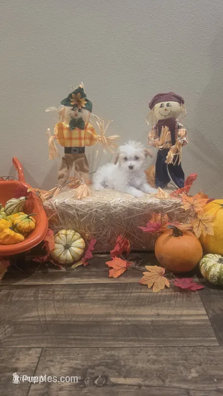 Parti boy  – Yorkipoo puppy for sale in Saint Helena Island, SC