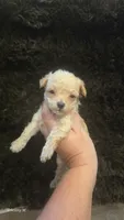Little man, a male Yorkipoo for sale in Saint Helena Island, SC – 9 of 9