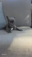 Akc boy 3, a male French Bulldog for sale in Saint Helena Island, SC – 2 of 8