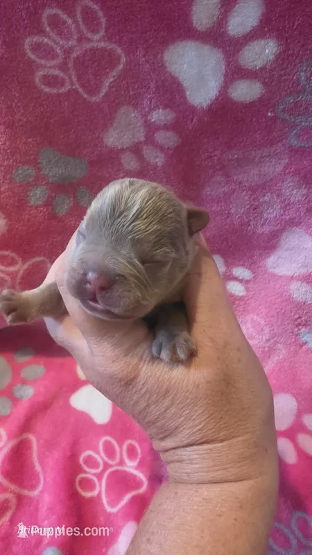 Akc girl 1 – French Bulldog puppy for sale in Columbia, SC