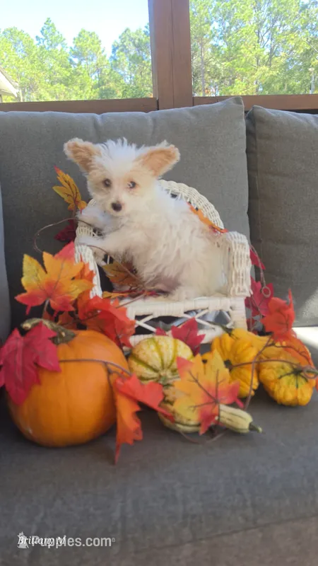 Parti boy  – Yorkipoo puppy for sale in Saint Helena Island, SC