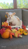Parti boy , a male Yorkipoo for sale in Saint Helena Island, SC – 1 of 10