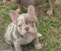 Dot, a female French Bulldog for sale in Saint Helena Island, SC – 5 of 7
