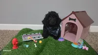 Ckc little man , a male Poodle - Toy  for sale in Columbia, SC – 2 of 6