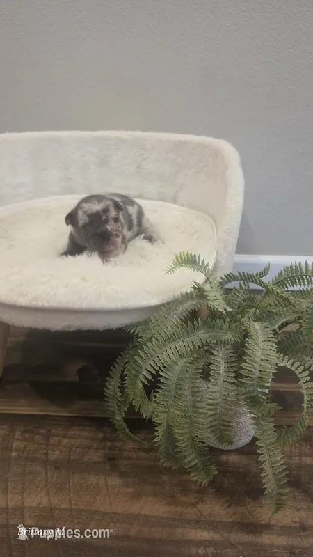 Akc girl 2 – French Bulldog puppy for sale in Saint Helena Island, SC