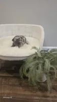 Akc girl 2, a female French Bulldog for sale in Saint Helena Island, SC – 5 of 8