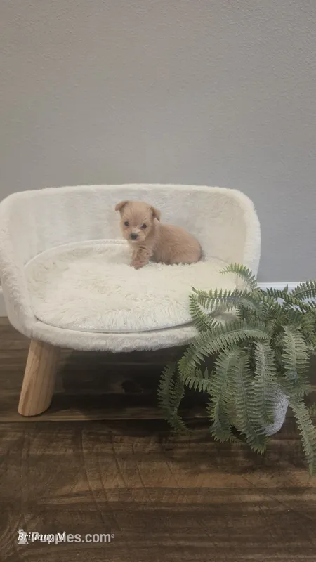 Apricot boy – Yorkipoo puppy for sale in Saint Helena Island, SC