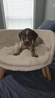 Crush, a male German Shorthaired Pointer for sale in Lexington, SC – Photo 3 of 8