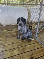 Crush, a male German Shorthaired Pointer for sale in Lexington, SC – Photo 7 of 8