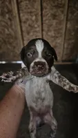 Crush, a male German Shorthaired Pointer for sale in Lexington, SC – Photo 6 of 8