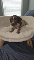 Crush, a male German Shorthaired Pointer for sale in Lexington, SC – Photo 1 of 8