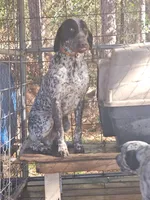 Crush, a male German Shorthaired Pointer for sale in Lexington, SC – Photo 8 of 8