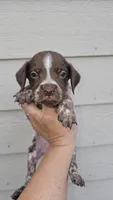 Crush, a male German Shorthaired Pointer for sale in Lexington, SC – Photo 5 of 8