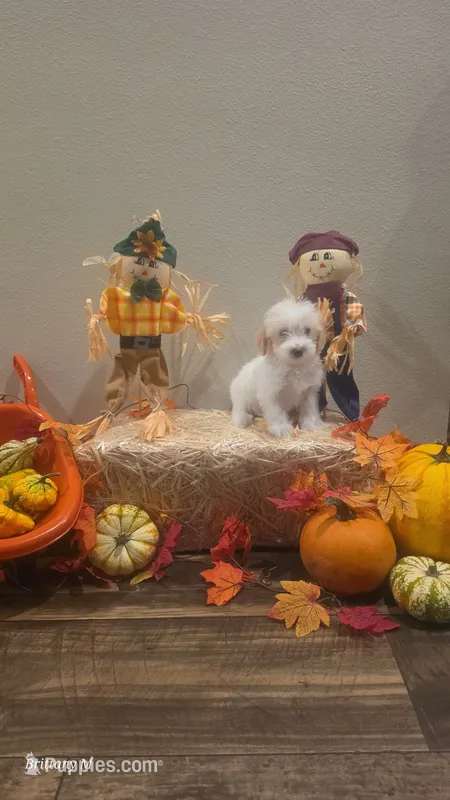 Parti girl  – Yorkipoo puppy for sale in Saint Helena Island, SC