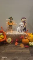 Parti girl , a female Yorkipoo for sale in Saint Helena Island, SC – 3 of 10