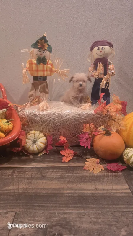 Apricot boy – Yorkipoo puppy for sale in Saint Helena Island, SC