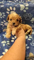 Tiny, a male Cavapoo for sale in Lexington, SC – Photo 1 of 2