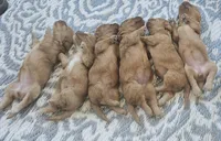 Tiny, a male Cavapoo for sale in Lexington, SC – Photo 2 of 2