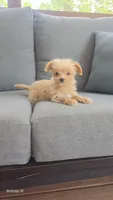 Apricot boy, a male Yorkipoo for sale in Saint Helena Island, SC – 2 of 10