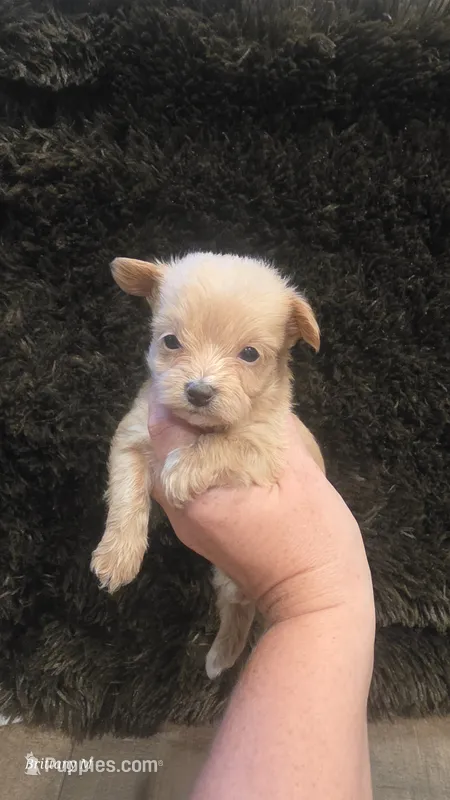 Apricot boy – Yorkipoo puppy for sale in Saint Helena Island, SC