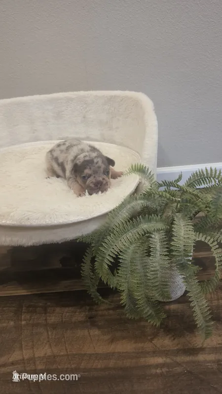 Akc boys 1 – French Bulldog puppy for sale in Saint Helena Island, SC