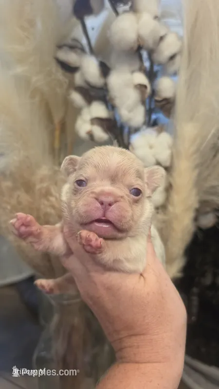 Akc boy 4 – French Bulldog puppy for sale in Saint Helena Island, SC