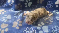 Akc boys 1, a male French Bulldog for sale in Columbia, SC – 2 of 2
