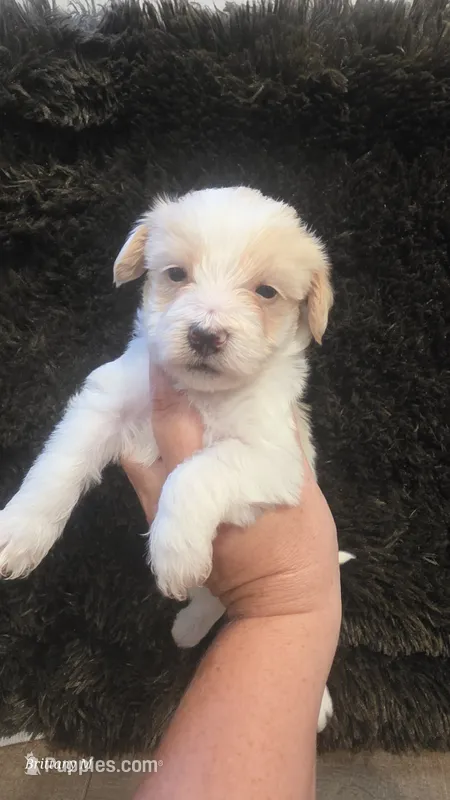 Parti girl  – Yorkipoo puppy for sale in Saint Helena Island, SC