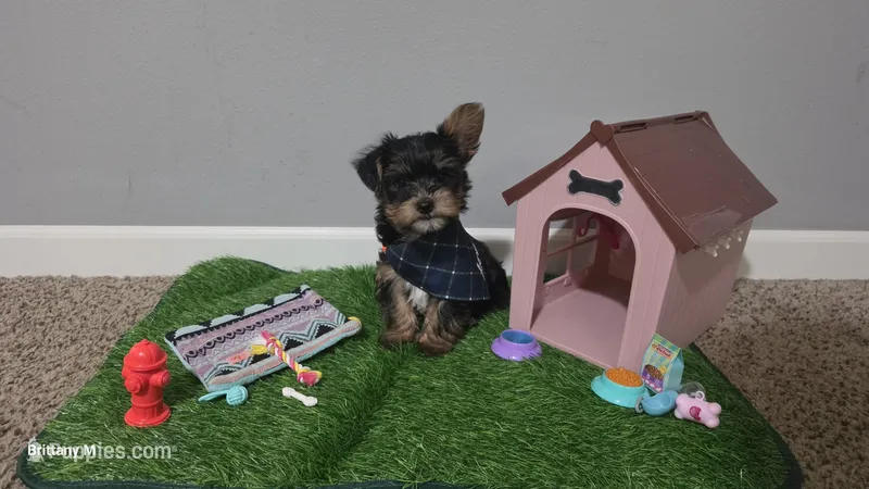 Akc Ash – Yorkshire Terrier puppy for sale in Lexington, SC