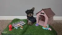 Akc Ash, a male Yorkshire Terrier for sale in Columbia, SC – 1 of 10