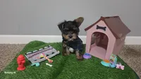 Akc Ash, a male Yorkshire Terrier for sale in Columbia, SC – 3 of 10
