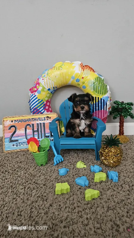 Ash – Yorkshire Terrier puppy for sale in Lexington, SC