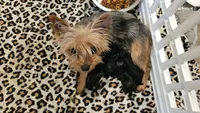 Ace, a male Yorkshire Terrier for sale in Lexington, SC – Photo 2 of 3