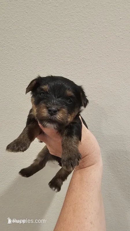 Ace – Yorkshire Terrier puppy for sale in Lexington, SC