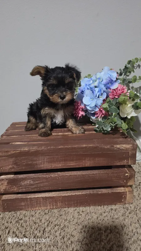 Akc Ash, a male Yorkshire Terrier for sale in Lexington, SC – Photo 1 of 10