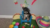 Akc Ash, a male Yorkshire Terrier for sale in Columbia, SC – 2 of 10