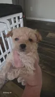 Little man, a male Yorkipoo for sale in Saint Helena Island, SC – 8 of 9