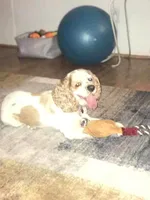 Aspen, a male Cockapoo for sale in Lexington, SC – Photo 6 of 7