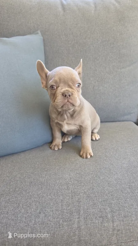 Little lady  – French Bulldog puppy for sale in Saint Helena Island, SC