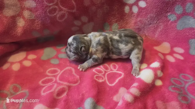 Akc girl 2 – French Bulldog puppy for sale in Columbia, SC