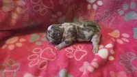 Akc girl 2, a female French Bulldog for sale in Columbia, SC – 1 of 2
