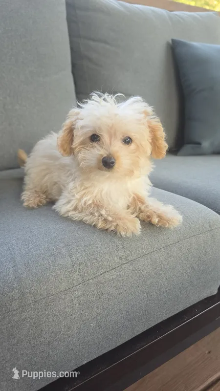 Little man – Yorkipoo puppy for sale in Saint Helena Island, SC