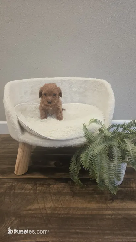 Red girl 1  – Yorkipoo puppy for sale in Saint Helena Island, SC