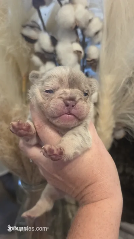 Akc girl 4 – French Bulldog puppy for sale in Saint Helena Island, SC