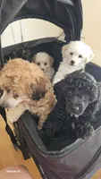 Ckc little man , a male Poodle - Toy  for sale in Columbia, SC – 3 of 6